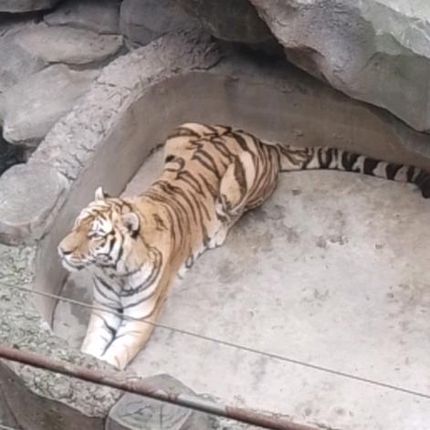 虎