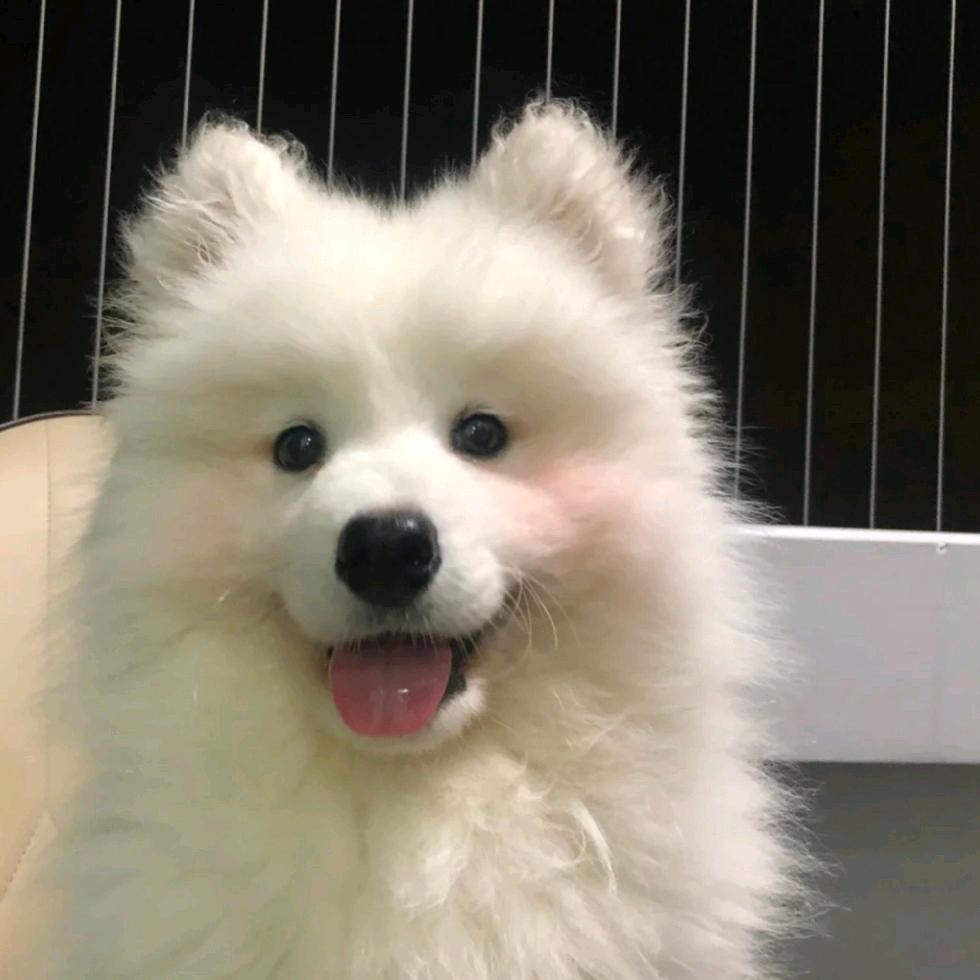 ^西米西米