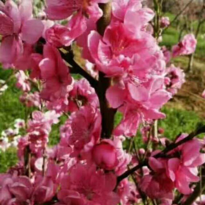 人生得意须尽欢