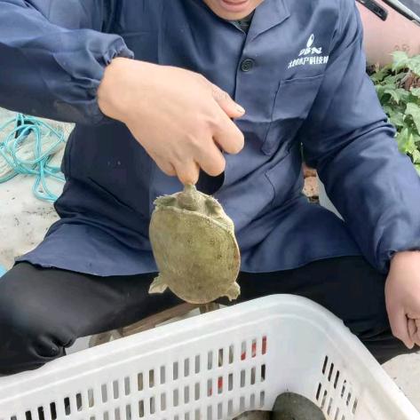 明哥，养殖甲鱼。