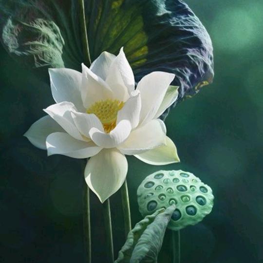 独一无二，羊肉板面，老板娘