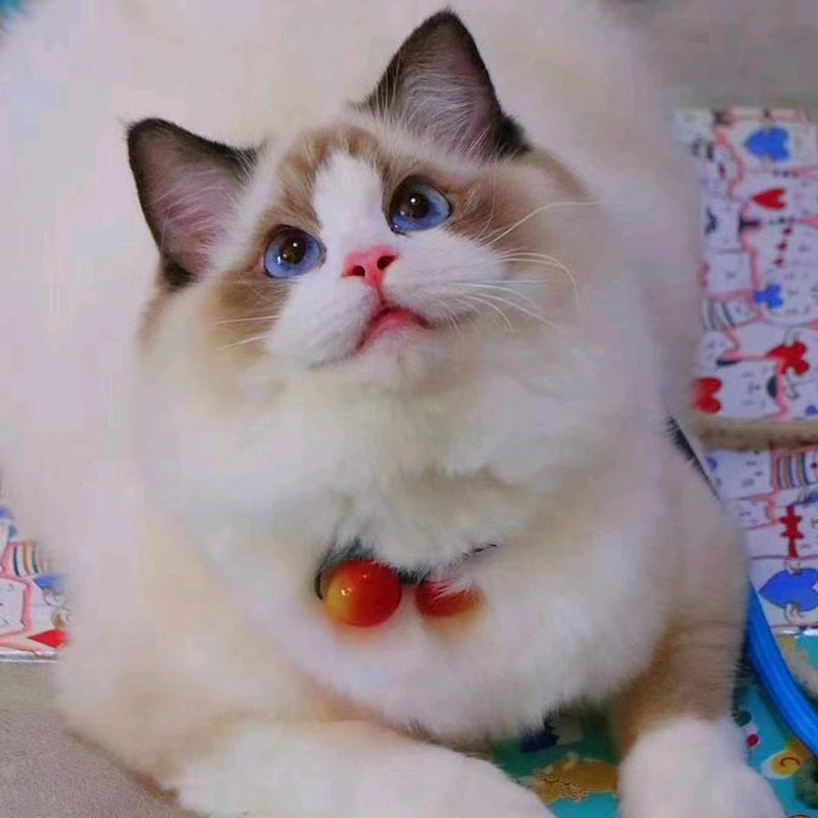 艾吖阿坤宠粉直播