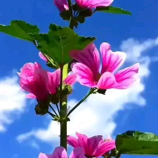浪漫人