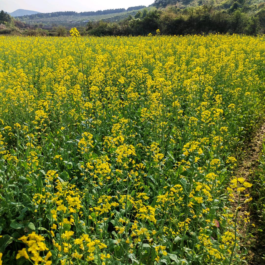 🍋酸滴甜滴🍉