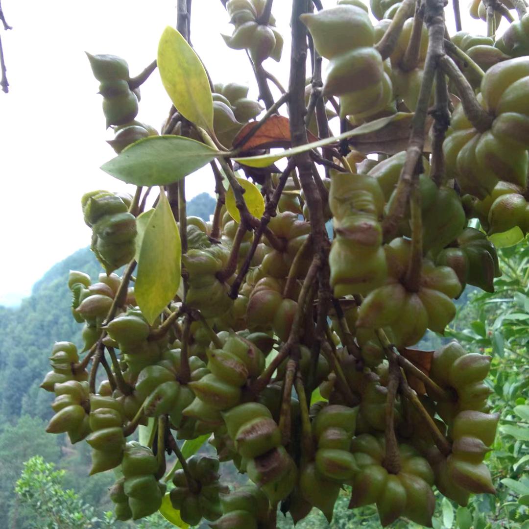 戴钊八角种植场
