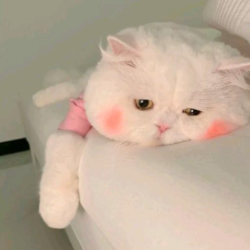 小美好困.💭