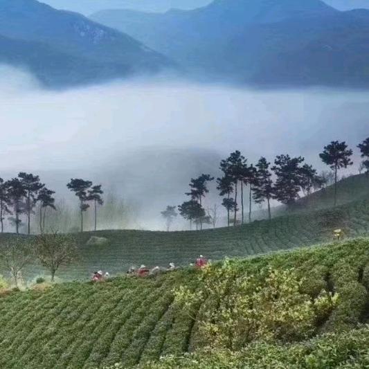 天山雲雾旱茶
