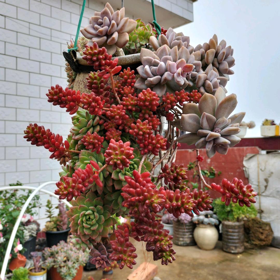 昊宝贝麻麻