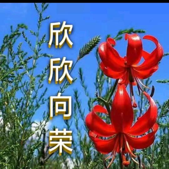 欣欣向荣