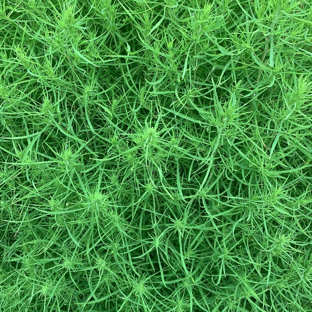 萍姐（国学）