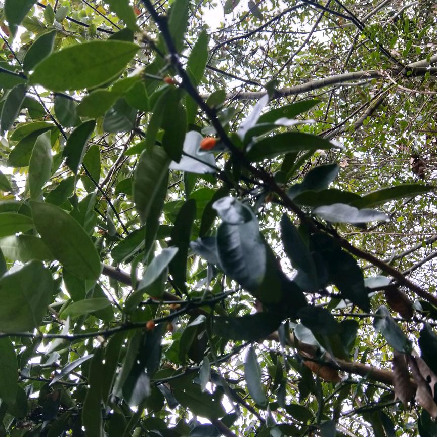 C1王教练