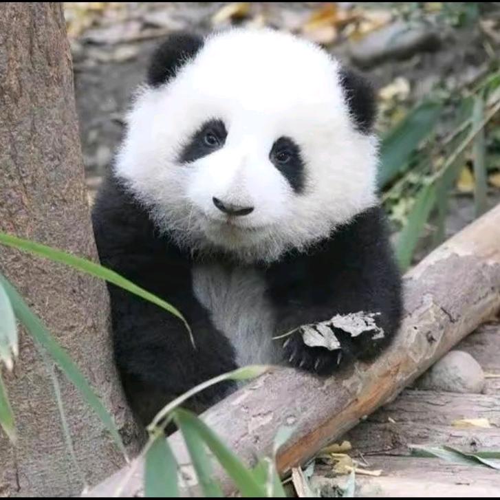 盖长城的汉子