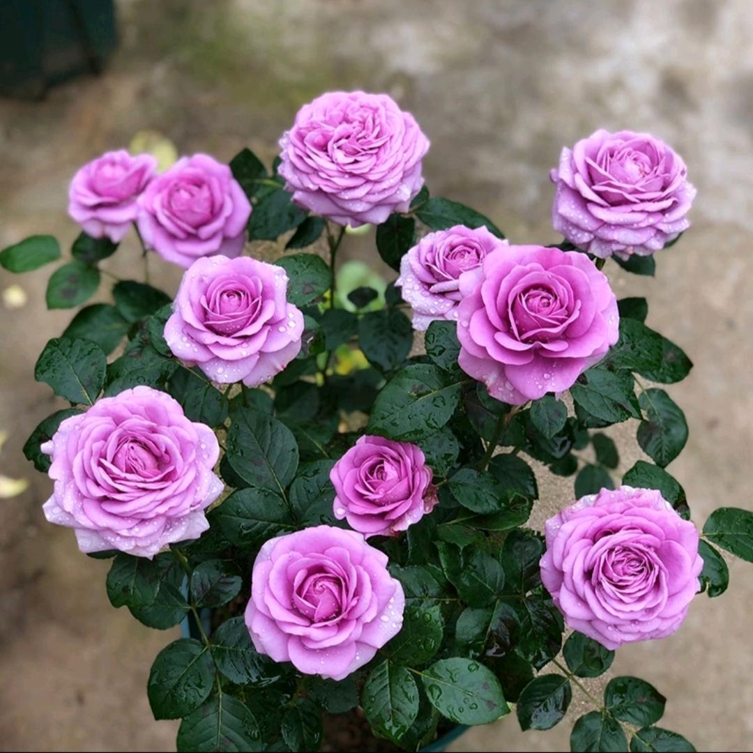 芳香之城