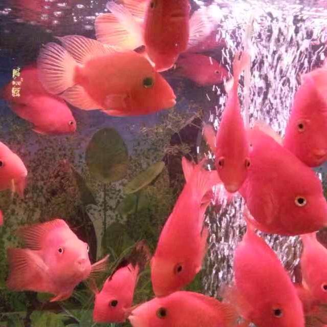 hy