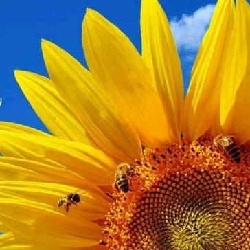 面向大海春暖花开