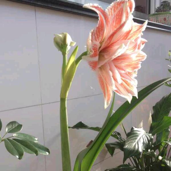 大花