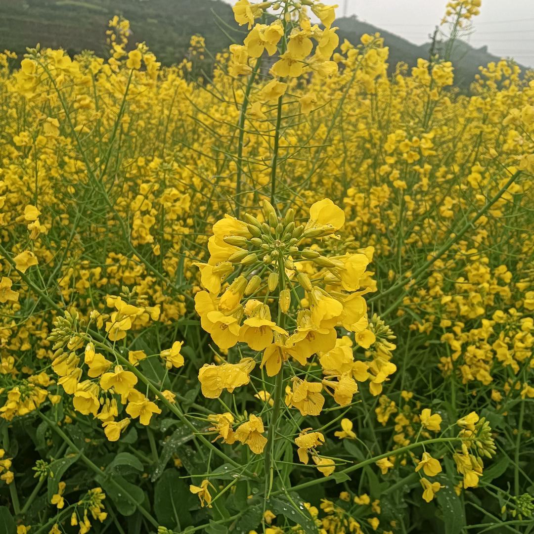 风雨中等候