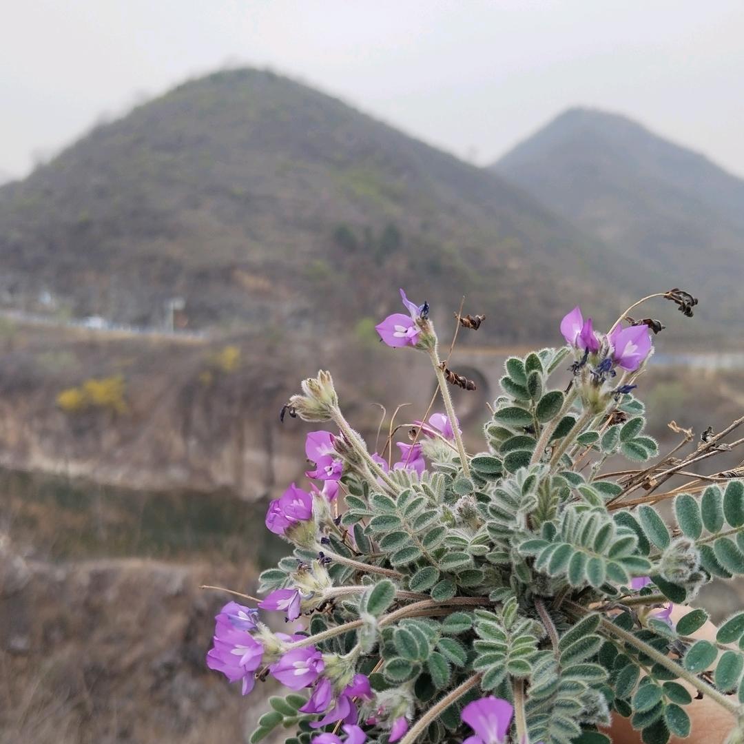 桑梓百草园