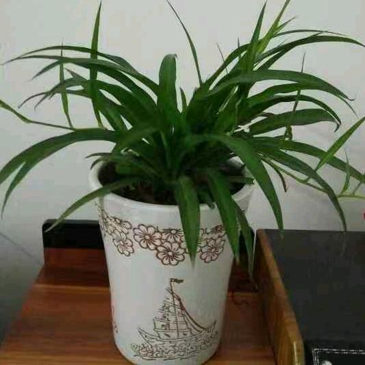 珍姐