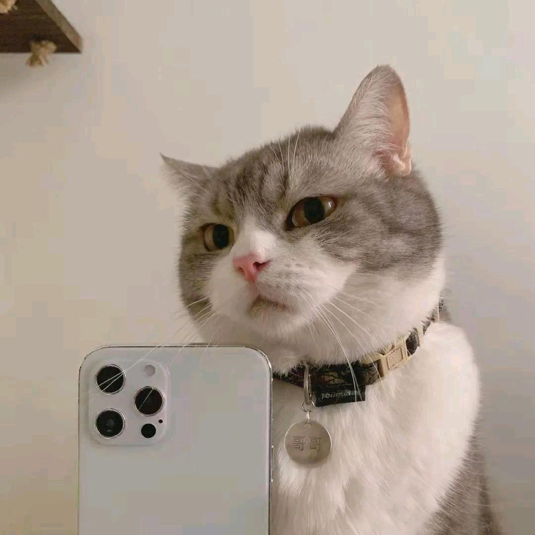 👑赵公子