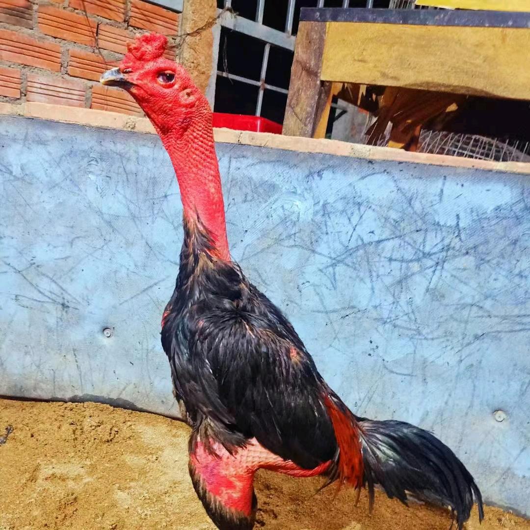 阿不斗鸡王