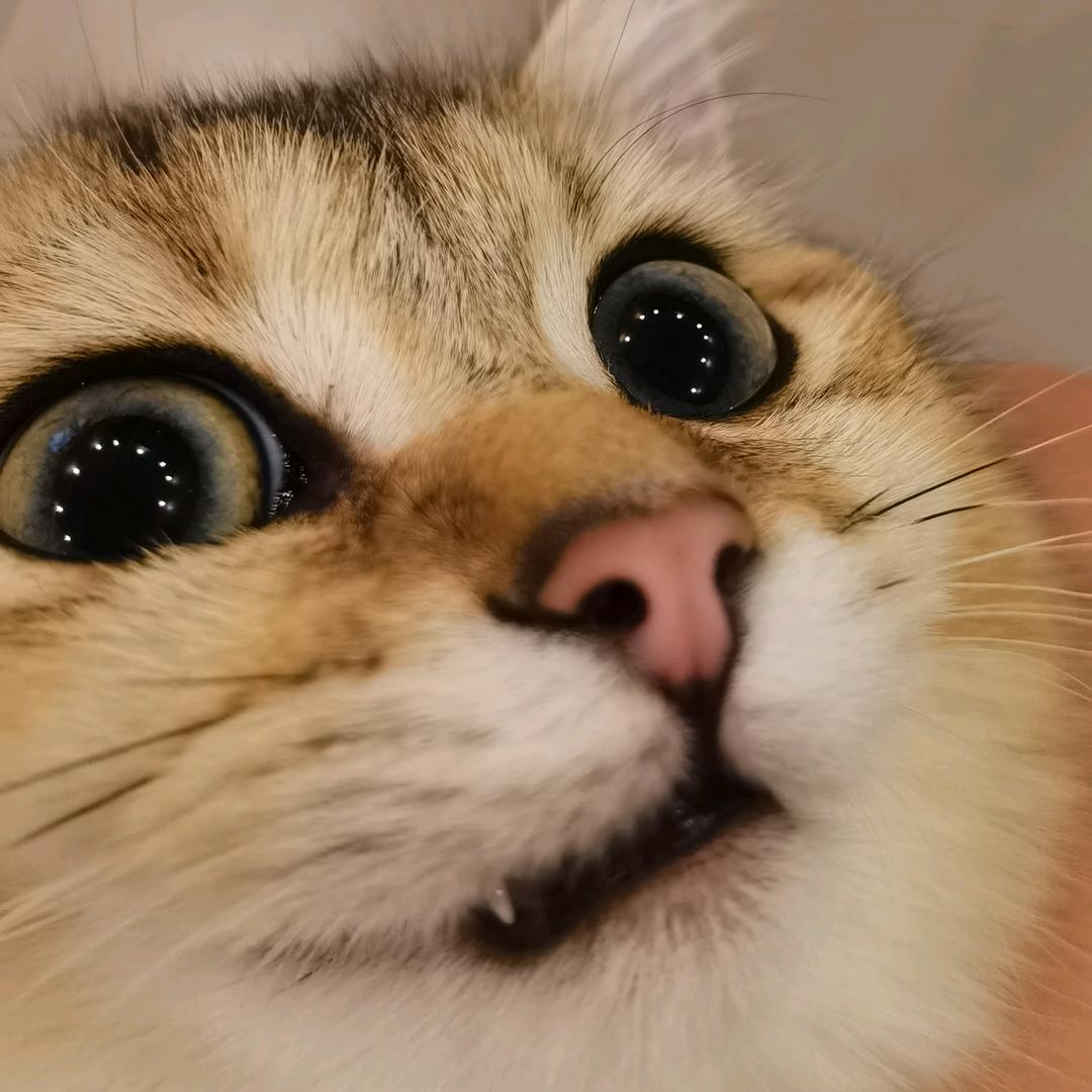 泡泡