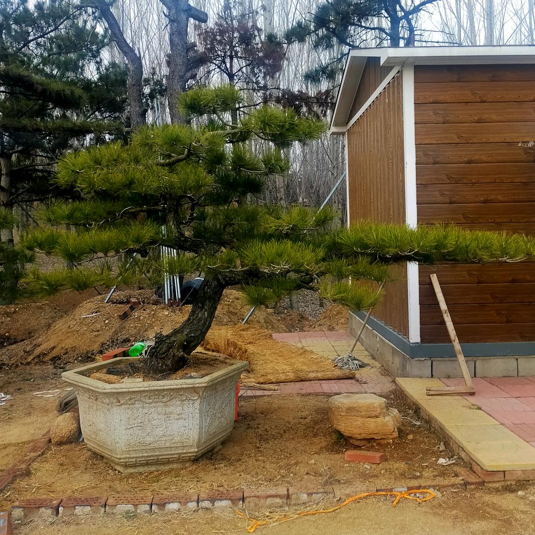 莱芜意园园林专业合作社-吕昌磊