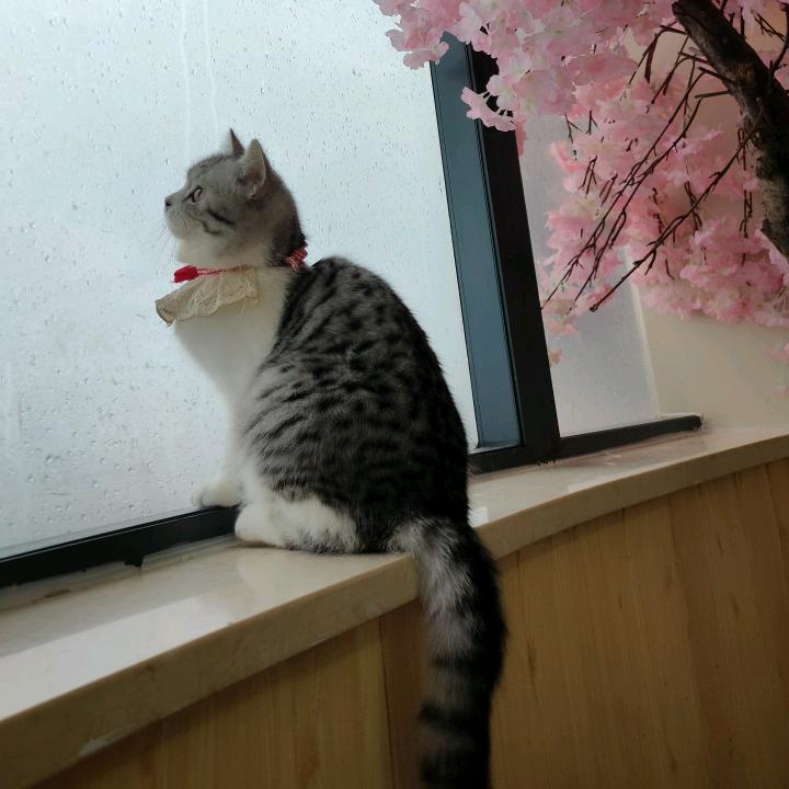 画画的空稚