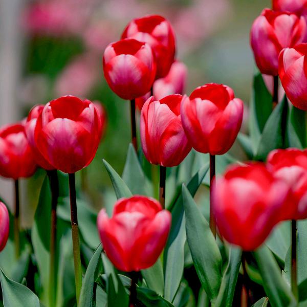 灯塔～刘师傅鸡蛋肉堡