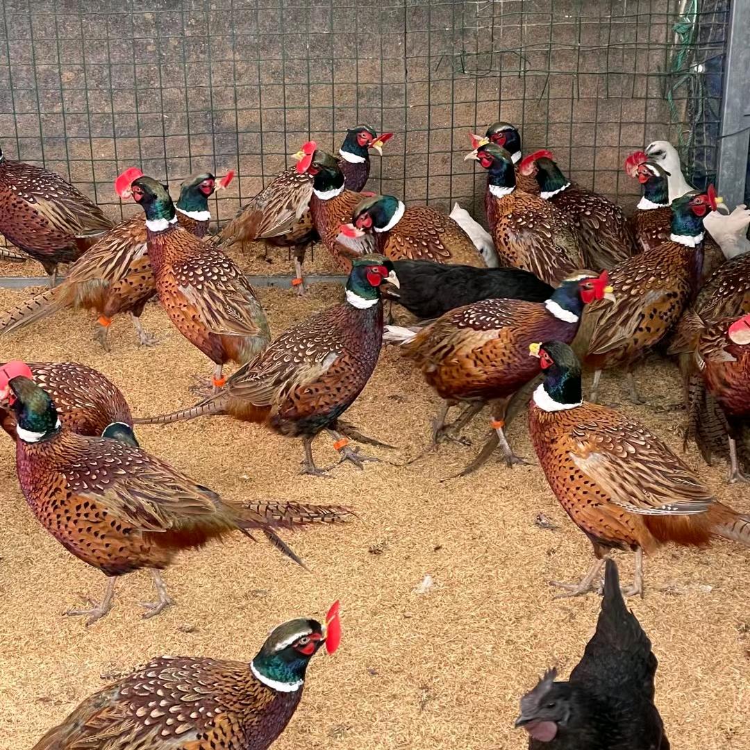 临泉县老集镇新同一珍禽养殖场