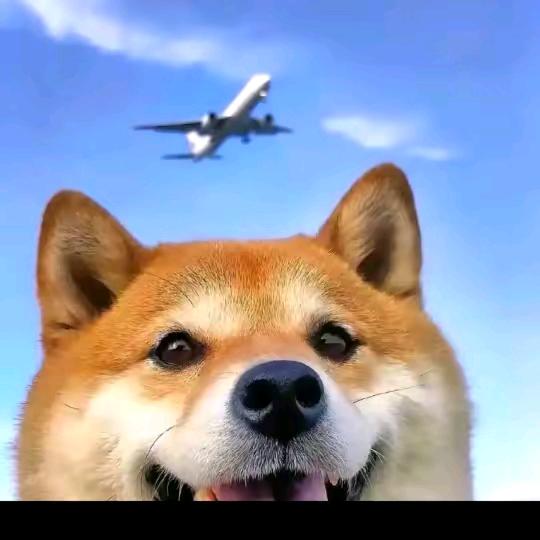 阿巴阿巴阿巴→_→