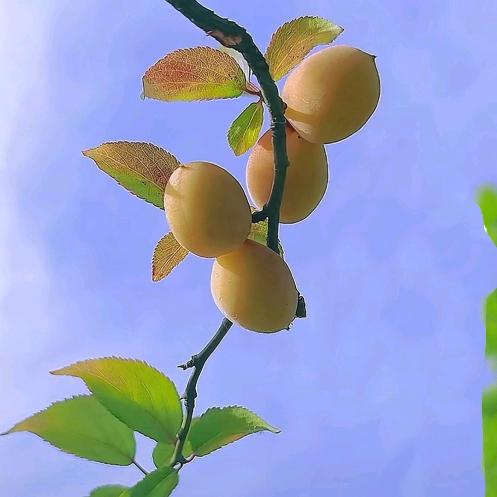 繁花似錦