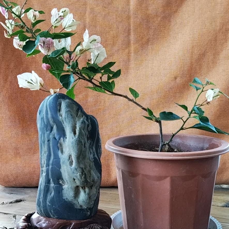 金元（品山）花卉