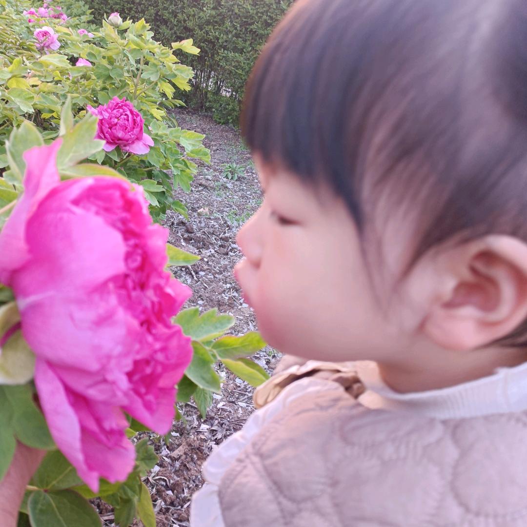 奇恒鹌鹑孵化场常年出售鹌鹑小苗，青年鹌鹑