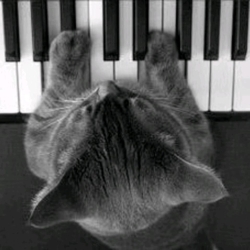小猫爱弹琴
