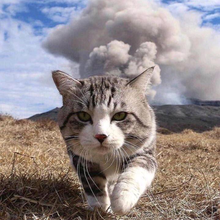 强心剂