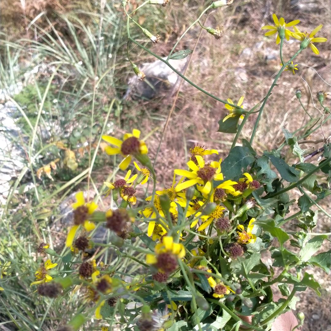 草本植物小哥2（（张））