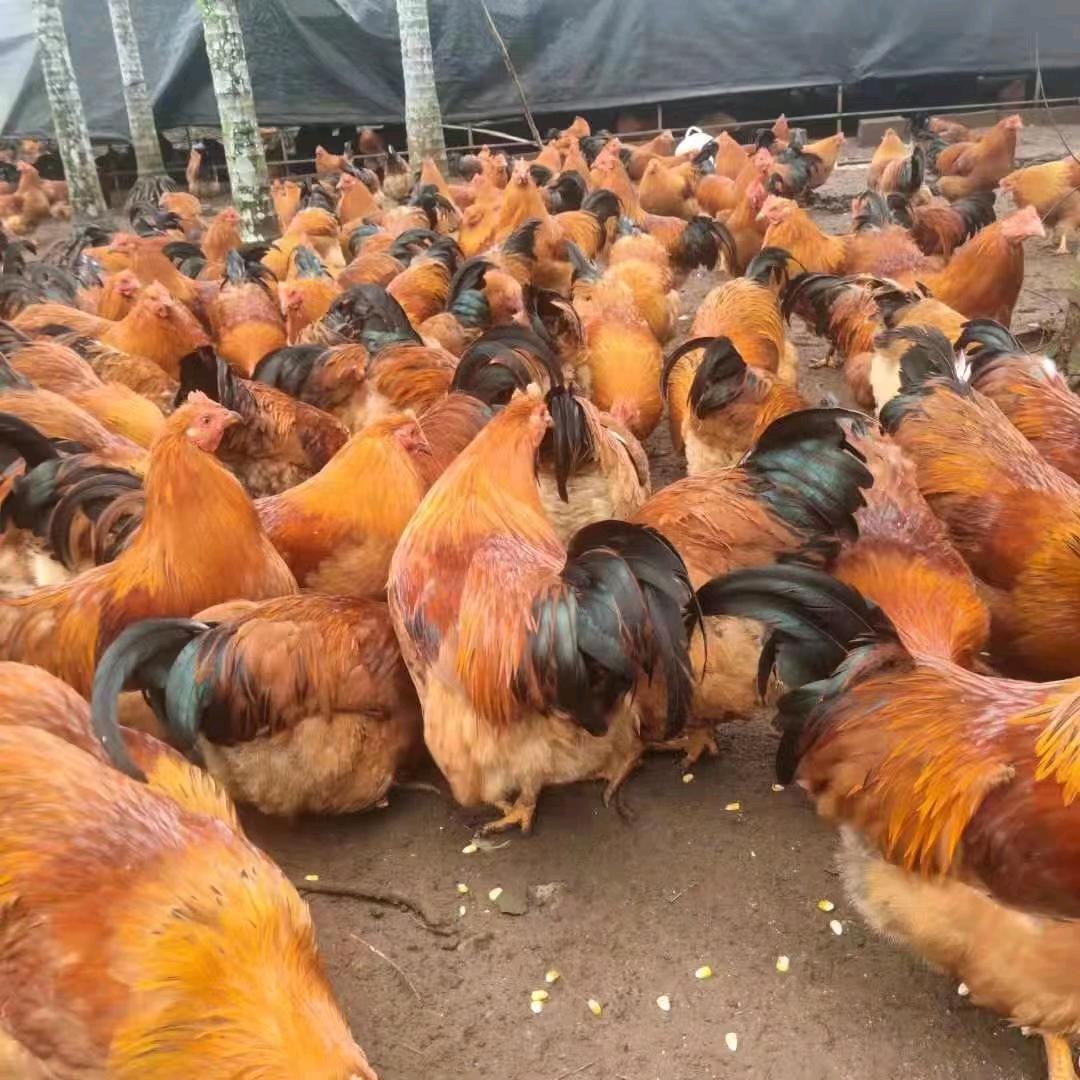 专业卖定安阉鸡跟文昌母鸡