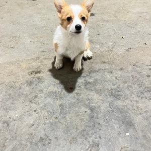 八公山大泉豆腐