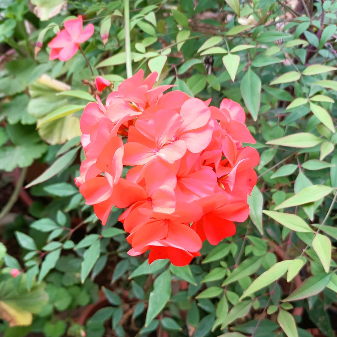 小小青柠