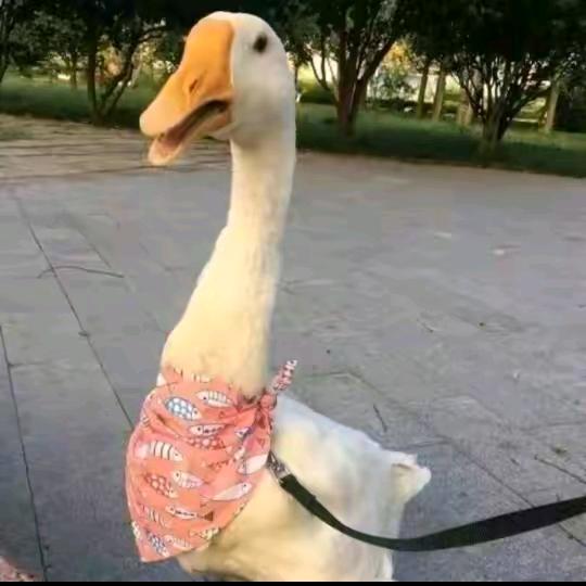 小李专业钻孔！切墙