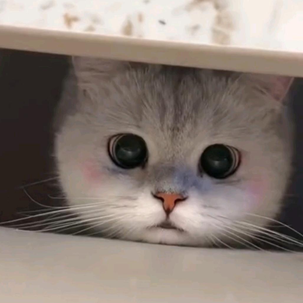 💓小礼物💓