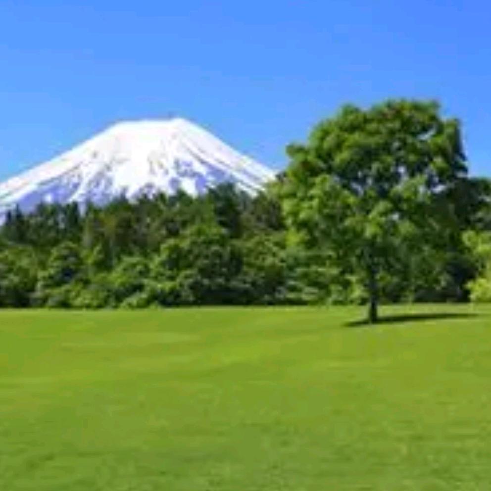 🍀🍀叶子