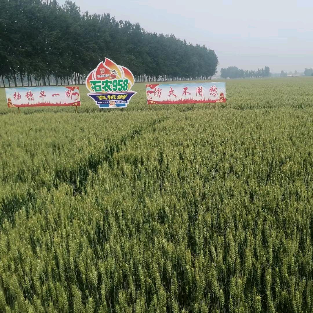 邢台市任泽区渚阳生产资料销售有限公司