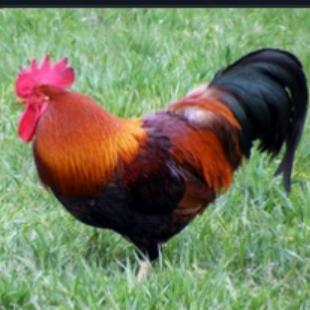 铁公鸡🐔