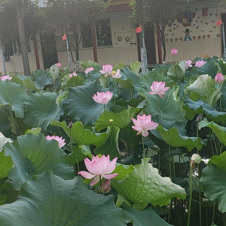 清平乐