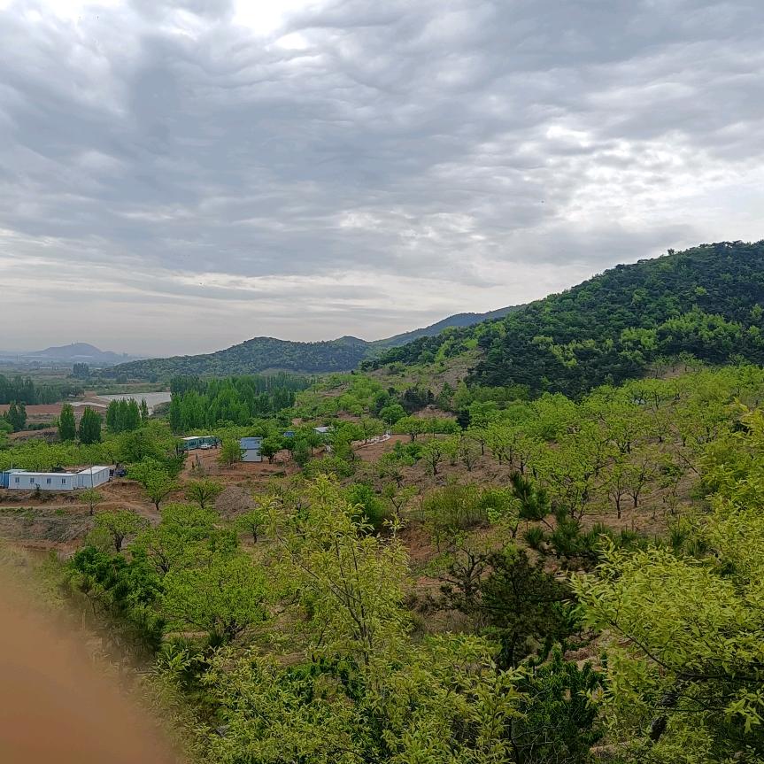 林下生态养殖土鸡