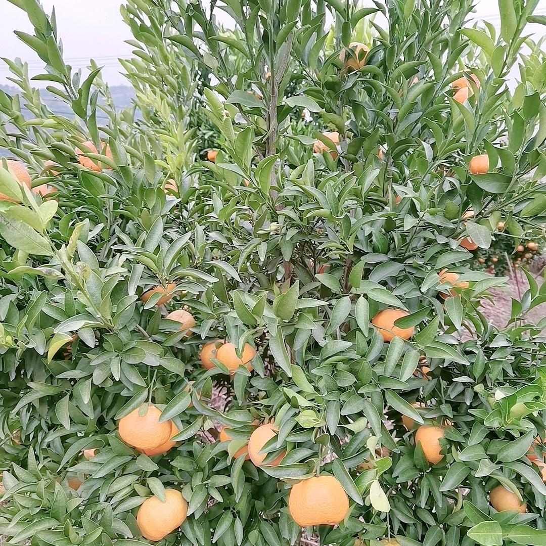 幸运草姐姐