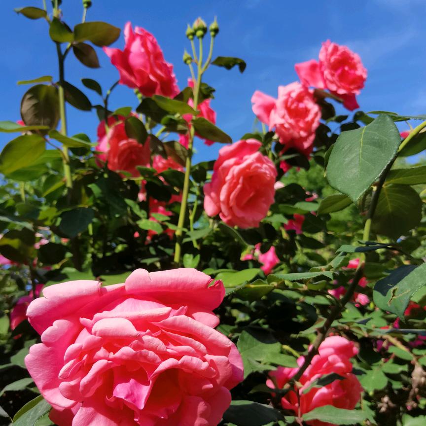 石榴花