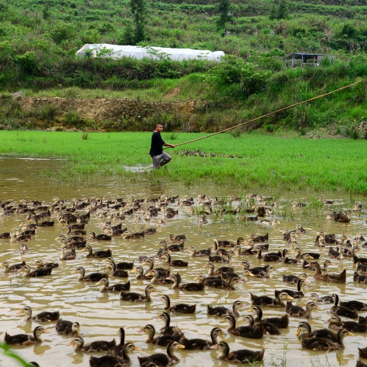 长潭河度假村养殖基地
